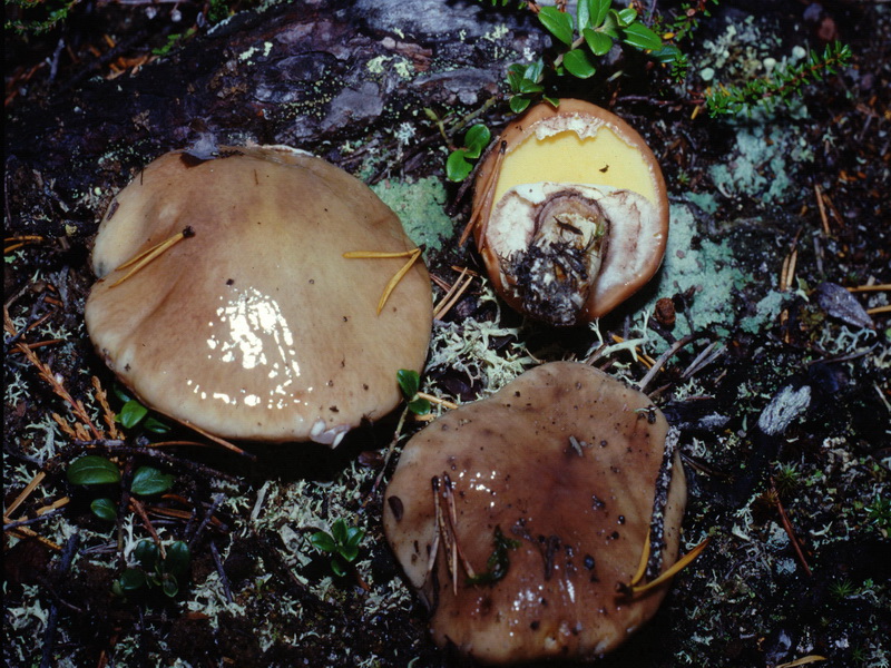 Specie interessanti dalla Lapponia 3 alcune boletaceae